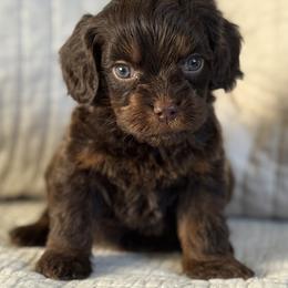 Legacy (chocolate phantom male) - Chocolate male Cavapoo puppy in Beckley, West Virginia from By Design Doodles