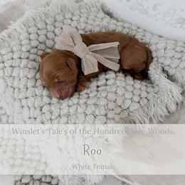 Roo - Red  female Goldendoodle puppy in Roanoke Rapids, North Carolina from Sweeter than Honey Doodles