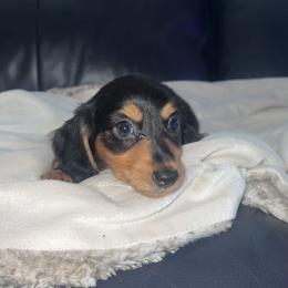 Dachshund and French Bulldog Puppies from Trust Fund Devil Kennel
