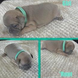 French Bulldog Puppies from Cole's French Bulldogs