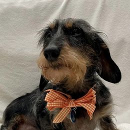 Dachshunds from Marchini’s Weenies