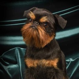 Echo - Brussels Griffon