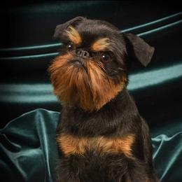 Echo - Brussels Griffon