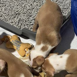 Ibizan Hound Puppies from Phantom Kennels Ibizan Hounds