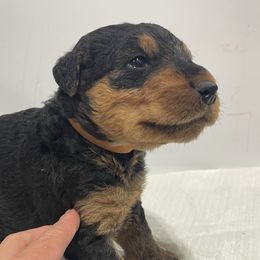 Orange - Black and tan male Airedale Terrier puppy in Castle Rock, Washington from Seaquest Airedales