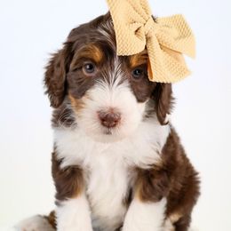 Girl 3 - Bernedoodle puppy from Our Little Farm Life Doodles