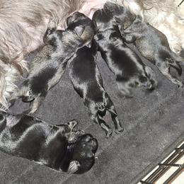 Miniature Schnauzer puppies from Byrd's House