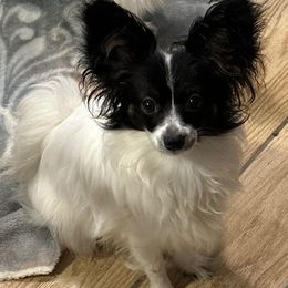 Kissy - White black and tan female Papillon puppy in Foresthill, California from Playful Papillon's