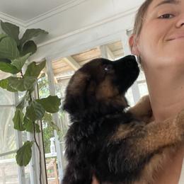 German Shepherd Puppies from Oahu German Shepherds