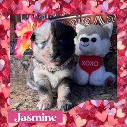 Jasmine - Merle female Pomsky puppy in Venus, Pennsylvania from Hemlock Pines Pomsky