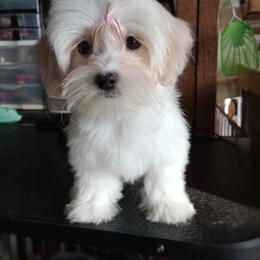 Companion Cross, Mal-Shi, Maltese, Maltipoo, Morkie, and Shih Tzu Puppies from Seeking Shalom Acres Maltese, Maltipoos & Havamalts