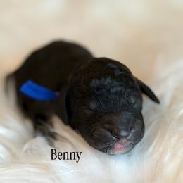 Benny - Phantom male Poodle puppy in Waco, Texas from Poodle Paradise