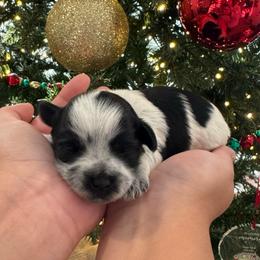 Purple girl - Parti female Miniature Schnauzer puppy in Oneonta, Alabama from Murphree Valley Kennels