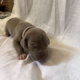Pink Girl - Silver female Great Dane puppy in Albertville, Alabama from Wild Willow Danes