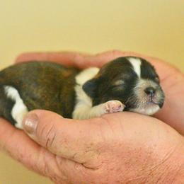 Jill - Brown and white female Shichon puppy in Delta, Colorado from PTK Ranch