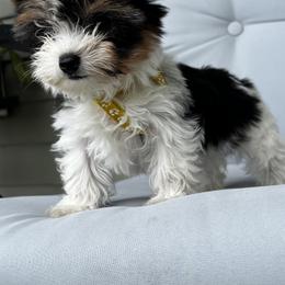 Yorkipoo and Yorkshire Terrier Puppies from OK Puppies LLC