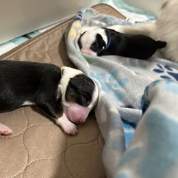 Miniature Australian Shepherd Puppies from Mill Creek Miniature Australian Shepherd