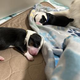 Miniature Australian Shepherd Puppies from Mill Creek Miniature Australian Shepherd