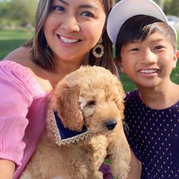 Australian Labradoodle Puppies from Pixie Doodle Paws