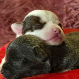 Trixie - Chocolate and white female Chihuahua puppy in Amity, Pennsylvania from Baxters Chihuahuas
