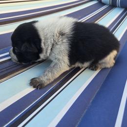 Australian Cattle Dog Puppies from Wild Sage Cattle Dogs