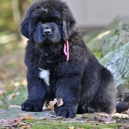 Newfoundland Puppies from Kodiak Acres