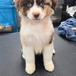 Rustyn - Red merle male Miniature American Shepherd puppy in Shreveport   Bossier, Louisiana from Jem Miniature American Shepherds