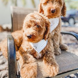 Bernedoodle and Goldendoodle Puppies from Florida Pumpkadoodles