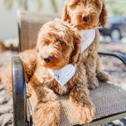 Bernedoodle and Goldendoodle Puppies from Florida Pumpkadoodles