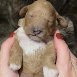 Sox Girl 3800Free Delivery - Apricot female Goldendoodle puppy in Mayfield, Utah from Ruff Country Doodles