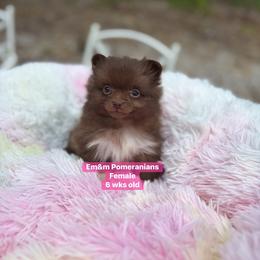 Choc female 3200 no breeding rights - Chocolate female Pomeranian puppy in Kentucky from Em&M Pomeranians