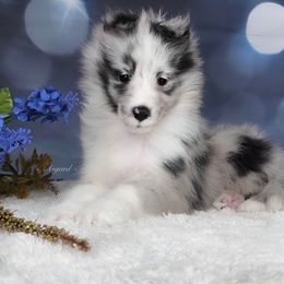 Boy 1 - Shetland Sheepdog puppy in Elk, Washington from Asgard Shetland Sheepdogs