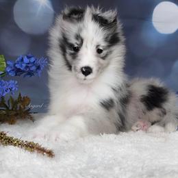 Boy 1 - Shetland Sheepdog puppy in Elk, Washington from Asgard Shetland Sheepdogs