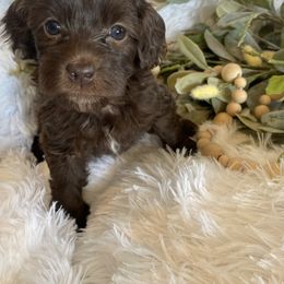 Cavapoo and Havapoo Puppies from Perfectly Playful Doodles