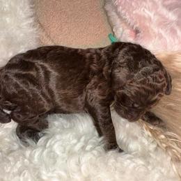 Clover - Phantom female Poodle puppy in Prosperity, Pennsylvania from Stelladoodles & Company