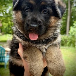 Charlee - Black and red female German Shepherd puppy in Louisville, Kentucky from Haus of Beautiful Chaos German Shepherds
