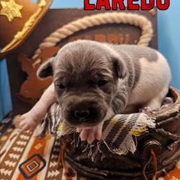 Laredo - White and blue male Rat Terrier puppy in Lynn, Alabama from Cryptic Rat Terriers