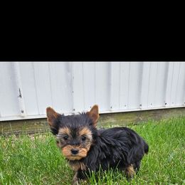 Copper 2 - Blue and gold male Yorkshire Terrier puppy in Monticello, Iowa from Ashley’s Puppies
