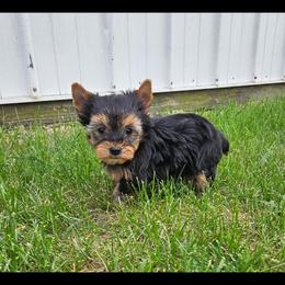Copper 2 - Blue and gold male Yorkshire Terrier puppy in Monticello, Iowa from Ashley’s Puppies