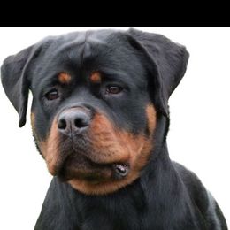 Magnolia - Rottweiler