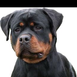 Magnolia - Rottweiler