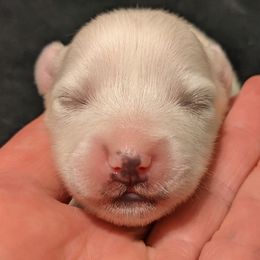American Eskimo Dog and Border Collie Puppies from Guidingstars American Eskimos and Mondenkind Border Collies