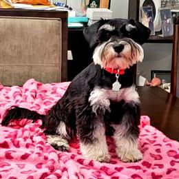 Princess - Miniature Schnauzer
