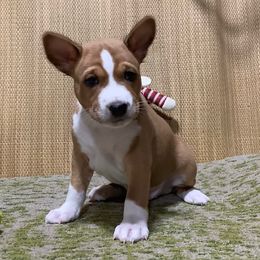 Zuko - Red and white male Basenji puppy in New Albany, Indiana from My African Gems