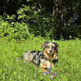 Harvey - Miniature Australian Shepherd