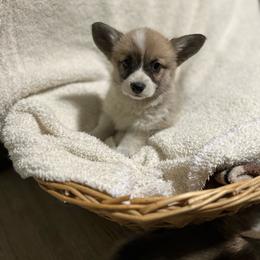 Ellie - Red female Pembroke Welsh Corgi puppy in Urbana, Ohio from Edgewood Farm and Kennel