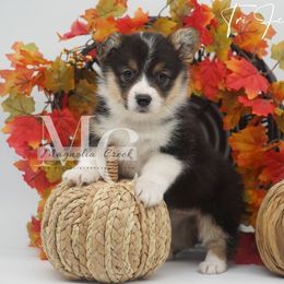 Tri F 4 - Black and tan female American Corgi puppy in Straughn, Alabama from Magnolia Creek Corgis
