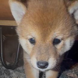 Stuart Little - Red male Shiba Inu puppy in Clewiston, Florida from Animal Farm Shiba Inus & Mameshibas
