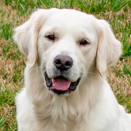 Byrdie - Golden Retriever