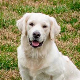 Byrdie - Golden Retriever